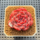 Echeveria 'Cherry Shadow' 2" Succulent Plant Cutting
