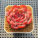Echeveria 'Cherry Shadow' 2" Succulent Plant Cutting