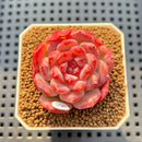 Echeveria 'Cherry Shadow' 2" Succulent Plant Cutting