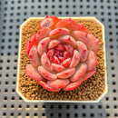 Echeveria 'Cherry Shadow' 2" Succulent Plant Cutting