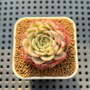 Echeveria Zaragoza Variegated 1" Succulent Plant Cutting