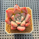Graptoveria 'Bubble Monster' 2" Succulent Plant Cutting