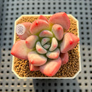 Graptoveria 'Bubble Monster' 2" Succulent Plant Cutting