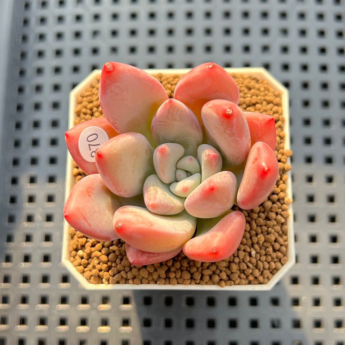 Graptoveria 'Bubble Monster' 2" Succulent Plant Cutting