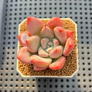 Graptoveria 'Bubble Monster' 2" Succulent Plant Cutting