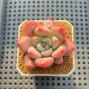 Graptoveria 'Bubble Monster' 2" Succulent Plant Cutting