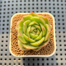 Echeveria Agavoides 'Snow Peak' Mutated 2" Succulent Plant Cutting