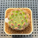 Echeveria 'Abiyu' 1"-2" Succulent Plant Cutting