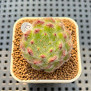 Echeveria 'Abiyu' 1"-2" Succulent Plant Cutting