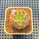 Echeveria 'Abiyu' 1"-2" Succulent Plant Cutting