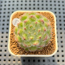 Echeveria 'Abiyu' 1"-2" Succulent Plant Cutting