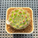 Echeveria 'Abiyu' 1"-2" Succulent Plant Cutting