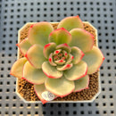 Echeveria Agavoides 'Purple Ebony' Variegated 2" Succulent Plant Cutting