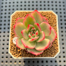 Echeveria Agavoides 'Purple Ebony' Variegated 2" Succulent Plant Cutting
