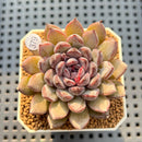 Echeveria 'Obsidian' 2" New Hybrid Succulent Plant Cutting