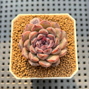 Echeveria 'Obsidian' 2" New Hybrid Succulent Plant Cutting