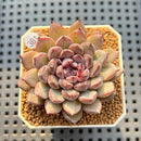 Echeveria 'Obsidian' 2" New Hybrid Succulent Plant Cutting