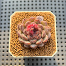 Echeveria 'Obsidian' 2" New Hybrid Succulent Plant Cutting