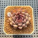 Echeveria 'Obsidian' 2" New Hybrid Succulent Plant Cutting