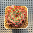 Echeveria 'Kotaro' 2"-3" Succulent Plant Cutting