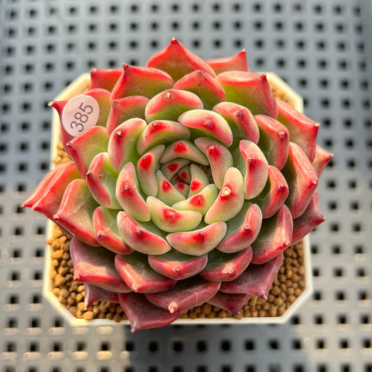 Echeveria 'Kotaro' 2"-3" Succulent Plant Cutting