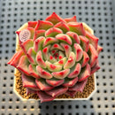 Echeveria 'Kotaro' 2"-3" Succulent Plant Cutting