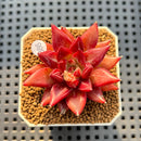 Echeveria 'Fire Eagle' 2" Succulent Plant Cutting