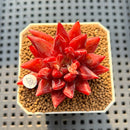 Echeveria 'Fire Eagle' 2" Succulent Plant Cutting