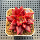 Echeveria 'Fire Eagle' 2" Succulent Plant Cutting