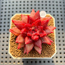 Echeveria 'Fire Eagle' 2" Succulent Plant Cutting