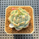 Echeveria 'Snow Beauty' 2" Succulent Plant Cutting