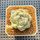 Echeveria 'Snow Beauty' 2" Succulent Plant Cutting