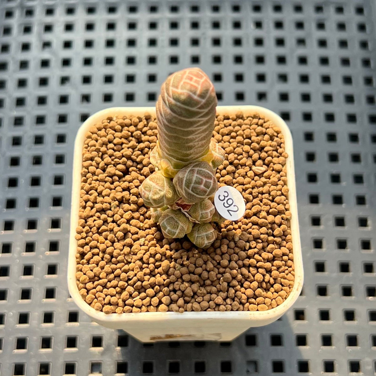 Crassula Barklyi 1" Succulent Plant Cutting