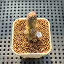 Crassula Barklyi 1" Succulent Plant Cutting