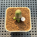 Crassula Barklyi 1" Succulent Plant Cutting