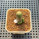 Crassula Barklyi 1" Succulent Plant Cutting