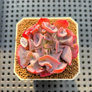Echeveria 'Trumpet Pinky' 2" Succulent Plant Cutting
