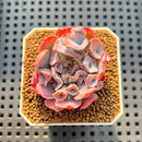 Echeveria 'Trumpet Pinky' 2" Succulent Plant Cutting