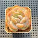 Echeveria 'Glass Slippers' 2"-3" New Hybrid Succulent Plant Cutting