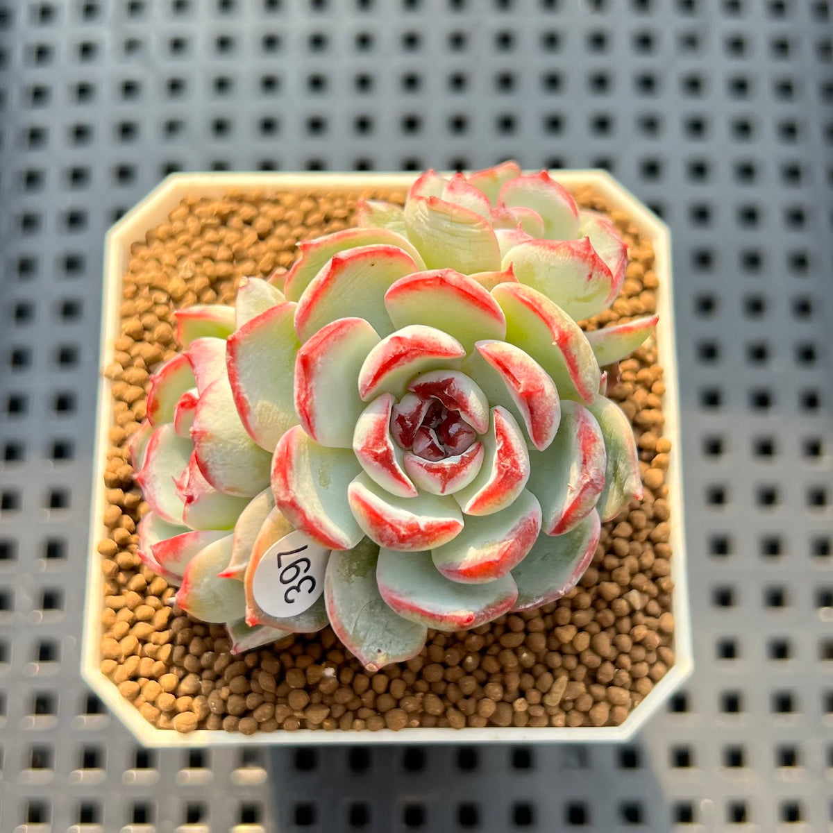 Echeveria 'Straight Edge' 2" Succulent Plant Cutting