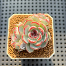Echeveria 'Straight Edge' 2" Succulent Plant Cutting