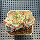 Echeveria 'Straight Edge' 2" Succulent Plant Cutting