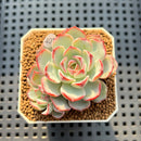 Echeveria 'Straight Edge' 2" Succulent Plant Cutting
