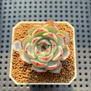 Echeveria 'Straight Edge' 2" Succulent Plant Cutting