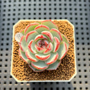 Echeveria 'Straight Edge' 2" Succulent Plant Cutting