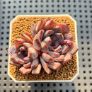 Echeveria 'Black Zaragoza' 2" Succulent Plant Cutting