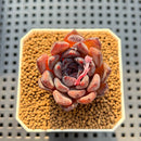 Echeveria 'Black Zaragoza' 1" Succulent Plant Cutting