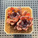 Echeveria 'Black Zaragoza' 2" Succulent Plant Cutting