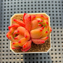 Echeveria Agavoides 'Amestro' 2"-3" Succulent Plant Cutting