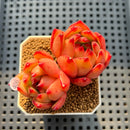 Echeveria Agavoides 'Amestro' 2"-3" Succulent Plant Cutting